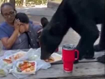 ‘You Could Smell the Bear’: Black Bear Devours Picnic Lunch of Mexican Family