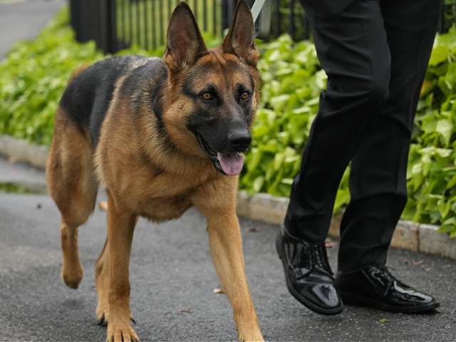 FILE - President Joe Biden's dog Commander, a German shepherd, is walked outside the West Wing of the White House in Washington, April 29, 2023. Commander has bitten another U.S. Secret Service employee. A uniformed division officer was bitten by the dog around 8 p.m. Monday, Sept. 25, at the White House, and was treated on-site by medical personnel, said USSS chief of communications Anthony Guglielmi. The officer is doing just fine, he said. (AP Photo/Carolyn Kaster, File)