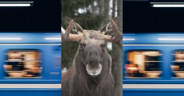 Moose on the Loose! Beast Shot After Getting Lost in Stockholm Subway