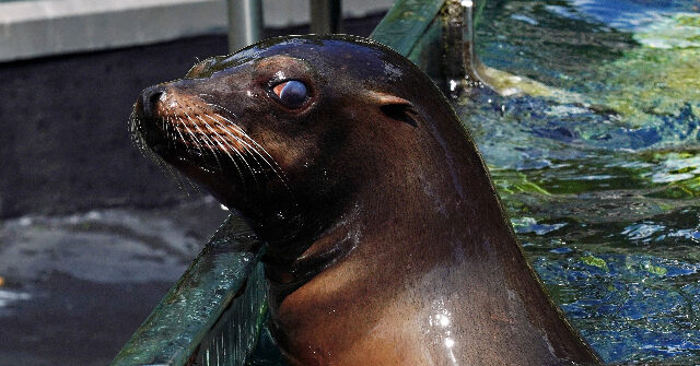 NextImg:Watch: Sea Lion at Central Park Zoo Rides Flood out of Its Enclosure