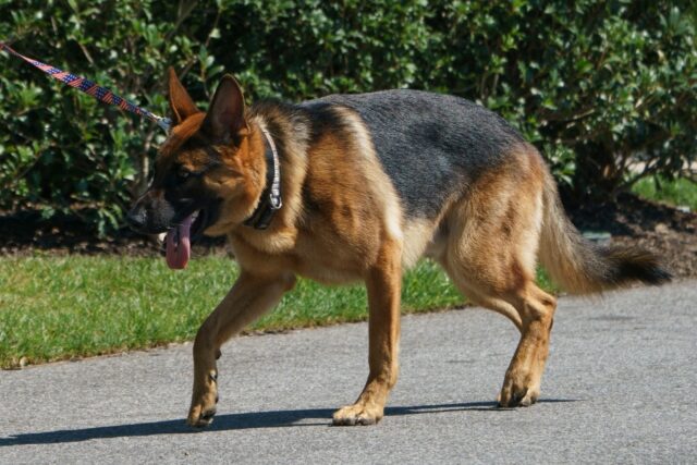 The Biden family's dog Commander has bitten another Secret Service agent