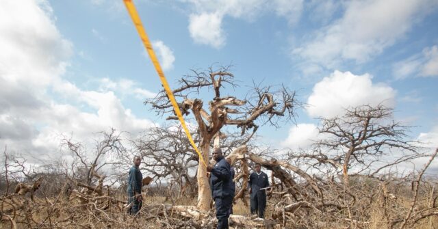 COP29 Advances Carbon Market Amid Finance Debates