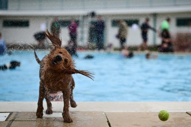 Dozens of dogs splashed around an outdoor swimming pool in southern England, as part of Sa