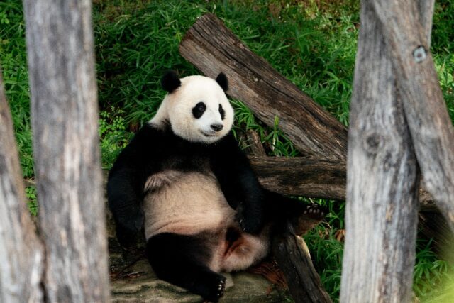 Giant panda Xiao Qi Ji will depart the Smithsonian National Zoo with parents Tian Tian and