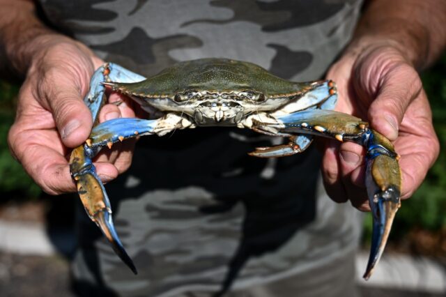 The invasive blue crab is a particularly aggressive species threatening local shellfish an