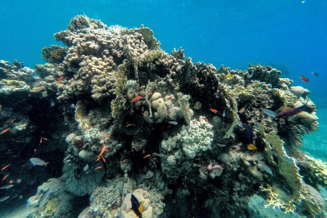 A mass die-off of the sea urchins that help keep algae in check on coral reefs is threaten