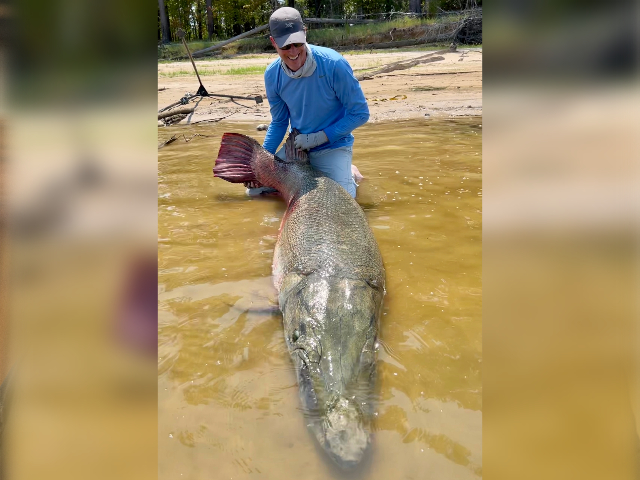 'Monster' 283-Pound Alligator Gar Could Break 2 World Records - Vimarsana News