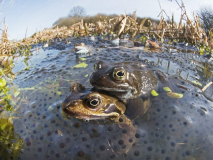 Common Frogs, Rana temporaria, and spawn in pond, West Runton, North Norfolk Common Frogs,