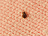 ‘Panic Mode’: With Just Months to Go Until it Hosts Olympics, Paris Turns Attention to Bedbug Infestation