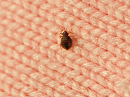 real bed bug on wool knitwear, good details on enlarge view
