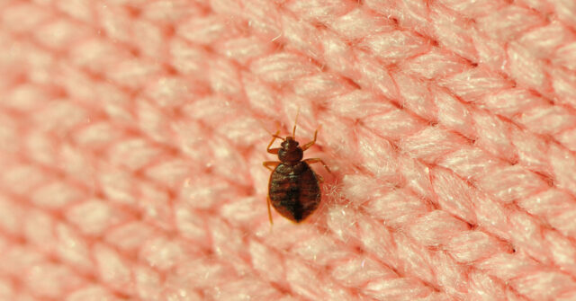 With Just Months to Go Until Olympics, Paris Suffers Bedbug Infestation