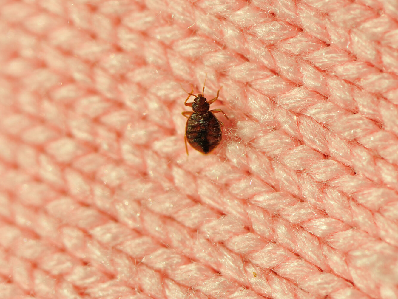 With Just Months to Go Until Olympics, Paris Suffers Bedbug Infestation - Vimarsana News