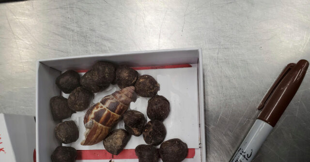 PHOTO: U.S. Customs Seizes Giraffe Poop from Traveler Wanting to Make Jewelry