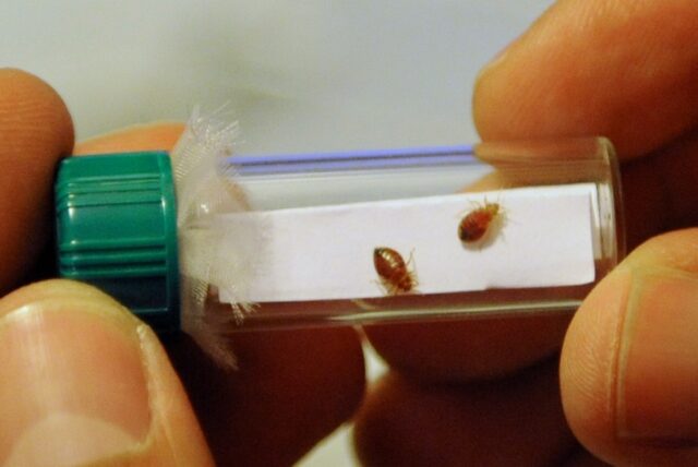 Bedbugs have in recent weeks gone from being a subject of potential ribaldry to a contenti