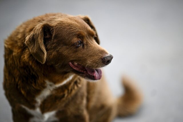 Bobi pictured earlier this year after being declared the world's oldest dog by Guinness Wo