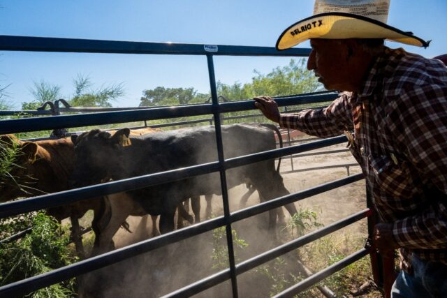Cattle ranchers like Jose Esquivel of Quemado, Texas, have been culling their herds in res