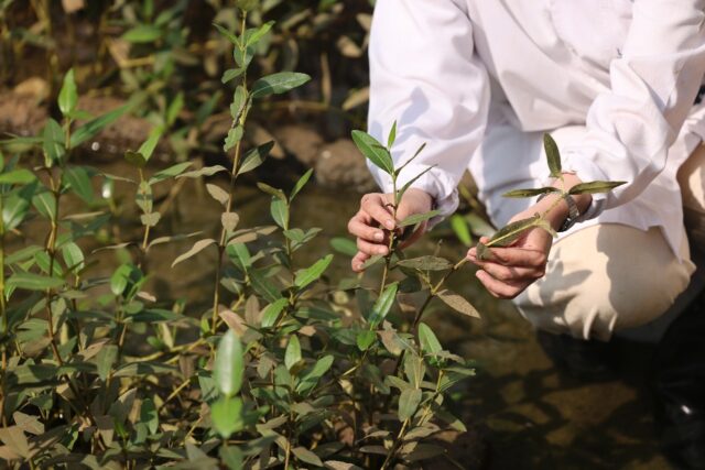 Israa al-Maskari, a student in environmental science, inspects mangroves in a nursery at O