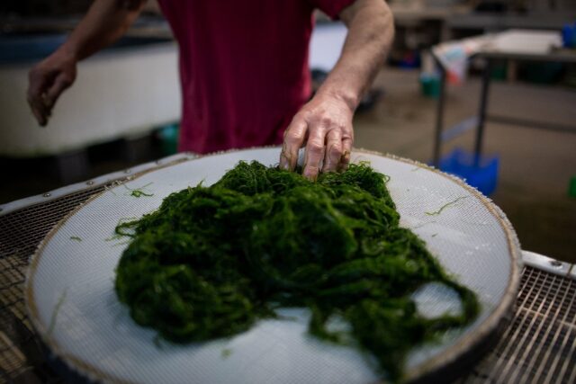 Sea change: Europeans lost the taste for seaweed more recently than previously thought, re
