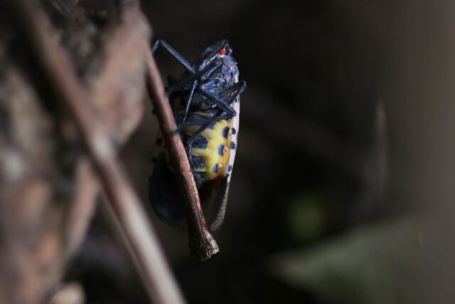 The spotted lanternfly is wreaking havoc on crops in several US states