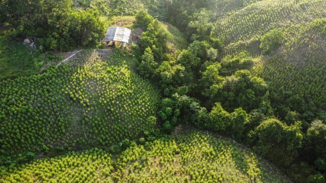 Tibu is in Colombia's Catatumbo region, known for being the world's largest area of drug c