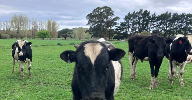 Burp tax causes pre-poll stink with New Zealand farmers