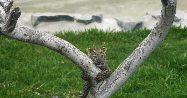First leopard cubs born in captivity in Peru climb trees and greet visitors at a Lima zoo