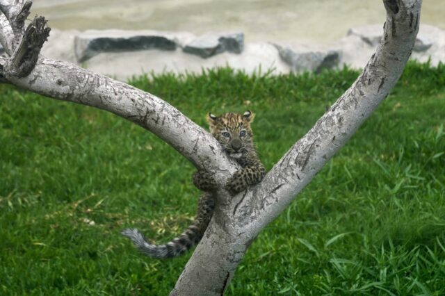 Peru Leopard Cubs The Associated Press