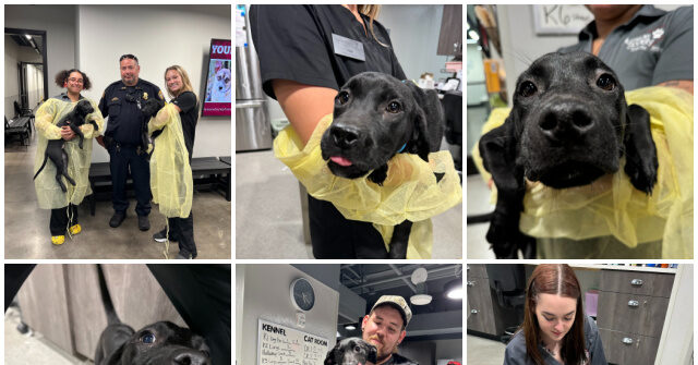PHOTOS: Florida Police Officers Rescue Four Puppies Shoved from Car