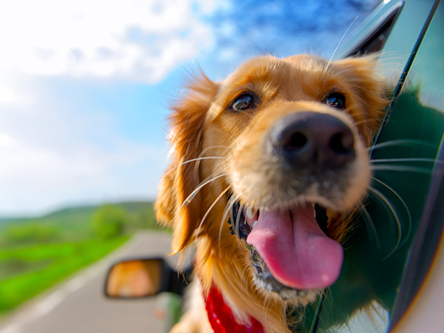 Drug to Lengthen Dogs' Lifespans Clears 'Key' FDA Hurdle - Vimarsana News