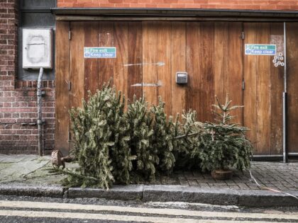 LONDON, ENGLAND - JANUARY 05: Discarded Christmas trees lie in a street in Angel on Januar