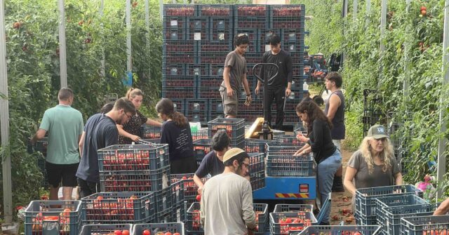 NextImg:Israeli Volunteers Save Crops Near Gaza Communities Devastated by Terror