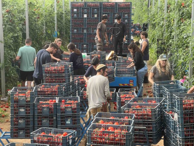 Israeli Volunteers Save Crops Near Gaza Communities Devastated by Terror - Vimarsana News