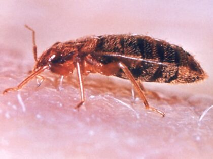 Common bedbug (Cimex lectularius) obtaining its blood meal on the human skin, 1976. Image