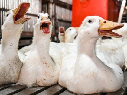 Ducks for sale at a market are pictured, in Phnom Penh on February 24, 2023. - The father