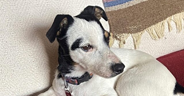 'Miracle Dog' Who Waited 72 Days Alongside Dead Owner Regaining Health