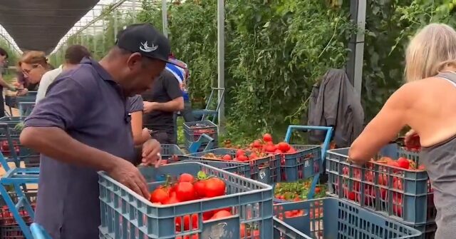 Volunteers in Israel Bring In the Harvest on Farms Evacuated After Hamas Terror Attack