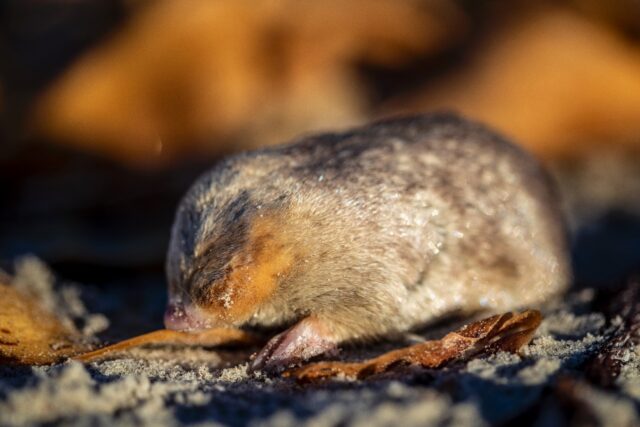 The De Winton's golden mole has been detected for the first time in 87 years in South Afri