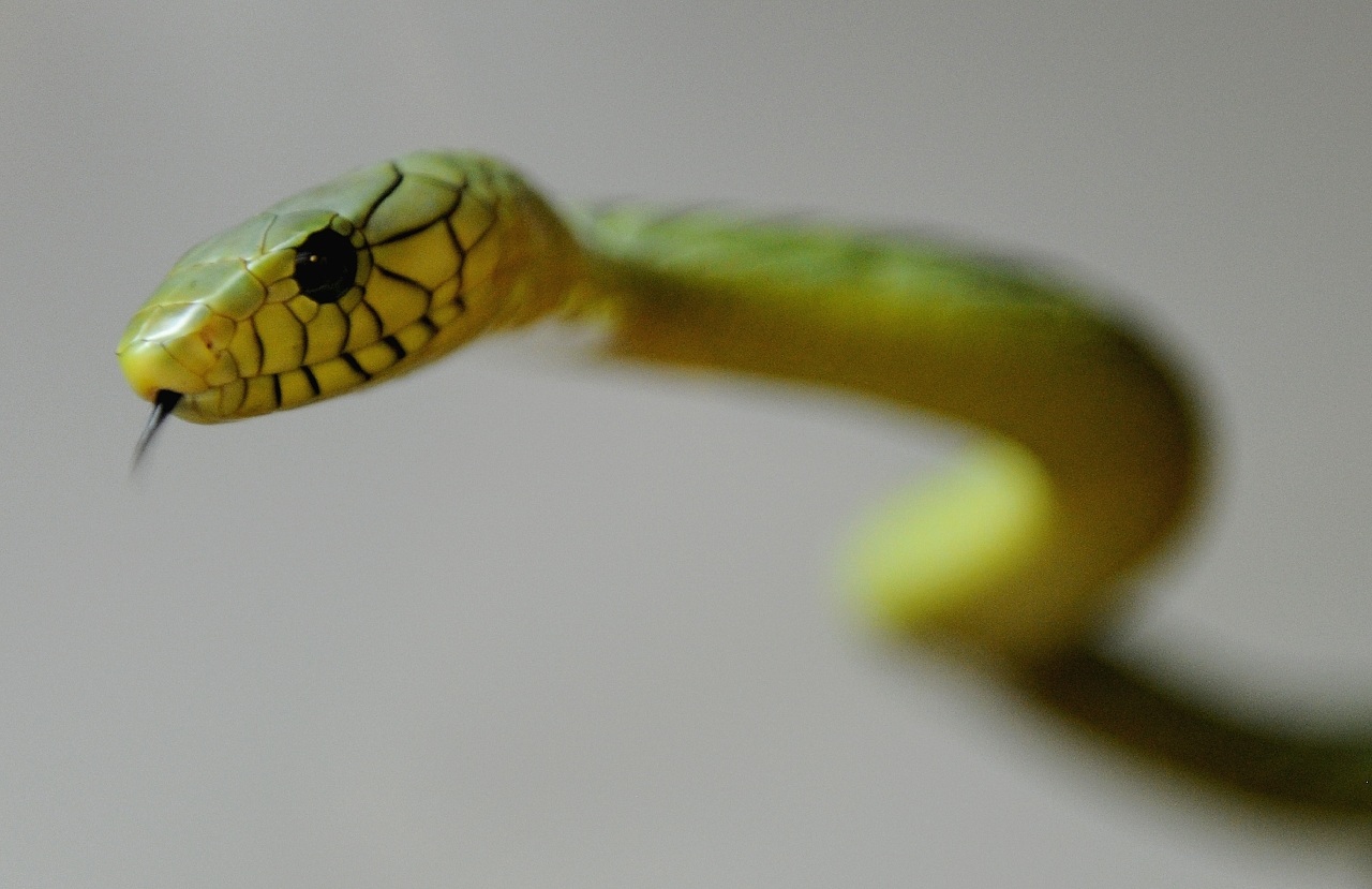 Extremely venomous' green mamba on the loose in Netherlands