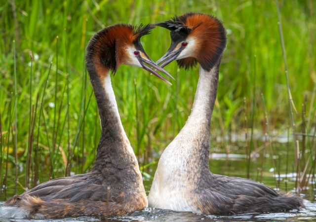 A "weird puking bird" with a bizarre mating dance has won New Zealand's annual avian beaut