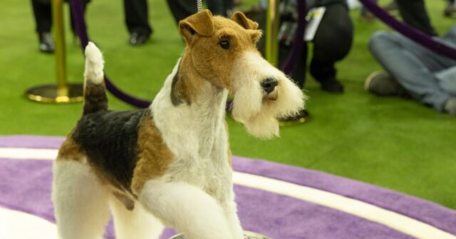 Tintin's Little Pal Snowy Faces Extinction as Wire Fox Terrier Numbers ...