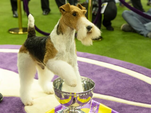 NEW YORK, UNITED STATES - 2019/02/13: Wire fox terrier named King won Best in show during