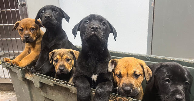 Anonymous Good Samaritan Rescues 8 Puppies Abandoned on Texas Highway