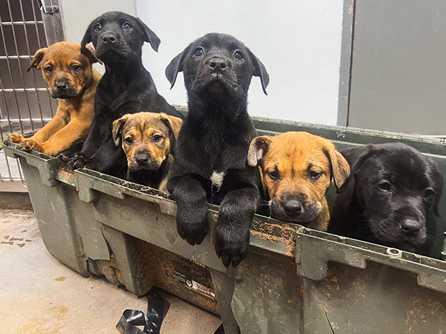 Anonymous Good Samaritan Rescues 8 Puppies Abandoned on Texas Highway - Vimarsana News