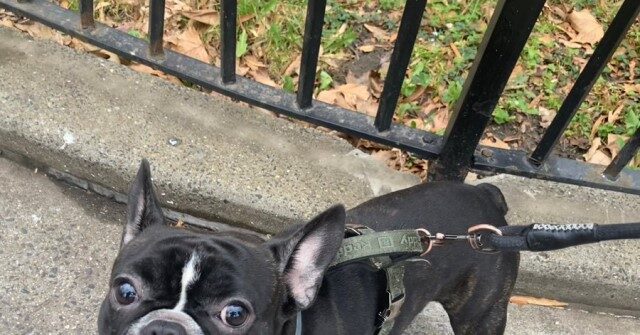 Teen Accused of Stealing French Bulldog At Gunpoint on Christmas