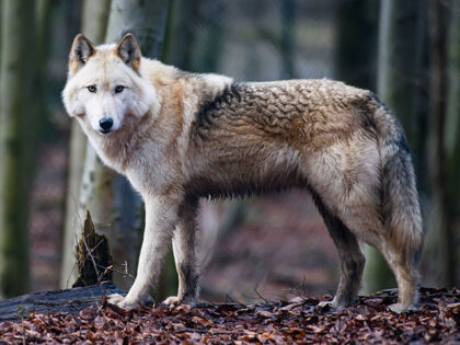 Thuringia, Leinefelde-Worbis: Wolf hybrid Raik stands in an enclosure in the Alternative B
