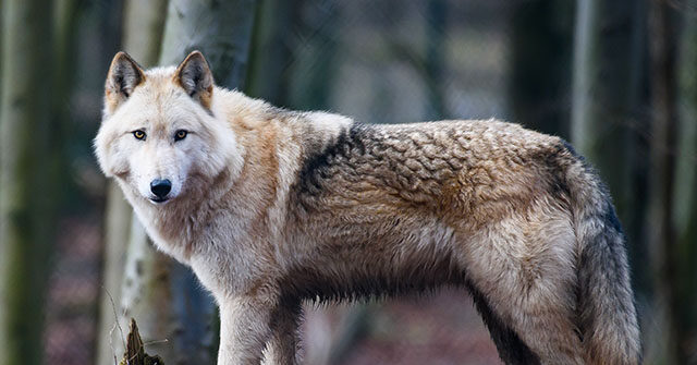Police: Alabama 3-Month-Old Killed by Family's Pet 'Wolf-Dog Hybrid'
