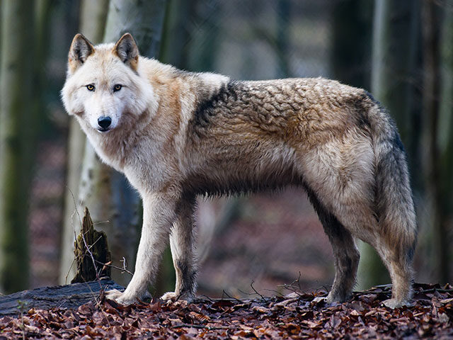Thuringia, Leinefelde-Worbis: Wolf hybrid Raik stands in an enclosure in the Alternative B