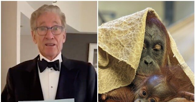 WATCH: Maury Povich Reveals Paternity of Zoo's Baby Orangutan