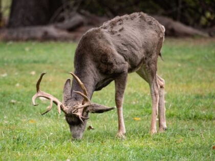 Mule Deer Buck at Torrey, Utah, Capitol Reef National Park,. (Bernard Friel/UCG/Universal