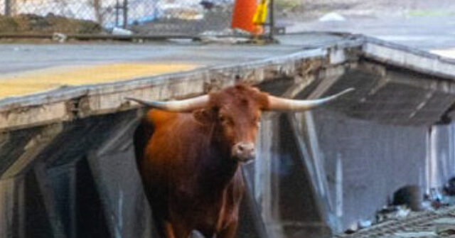 Watch: New Jersey Trains Delayed as Loose Bull Trots Down Tracks